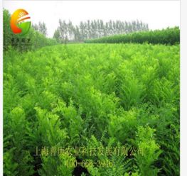 天狼網(wǎng) 一站式花卉園林采購平臺，連接淘寶與綠化工程