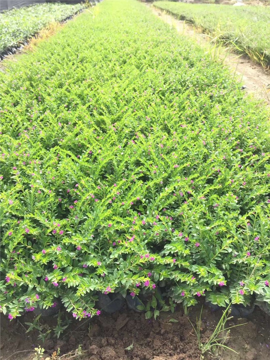 定州市園林工程綠化專用苗滿天星 價格實惠，基地直銷，助力綠化工程