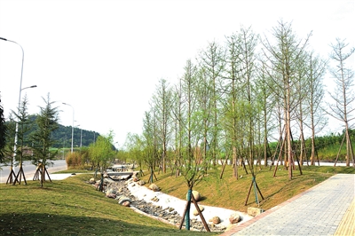 都梁新區沿福德大道段綠化工程預計4月建成投用，打造生態宜居新畫卷